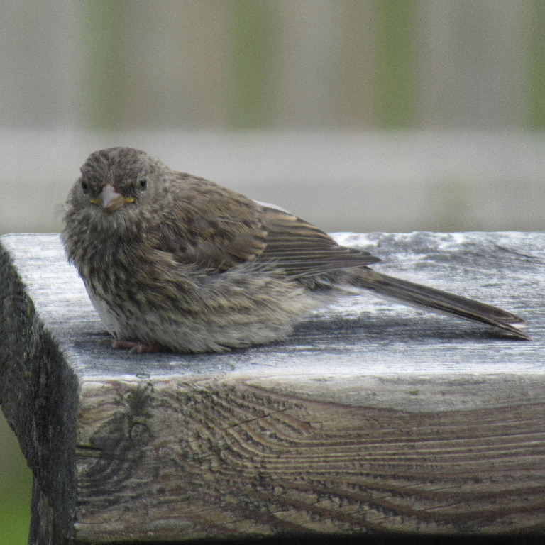 Dark-eyed Junco juvenile