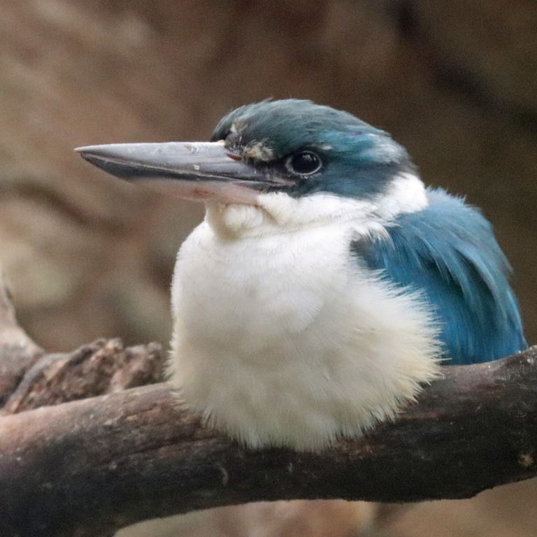Collared Kingfisher