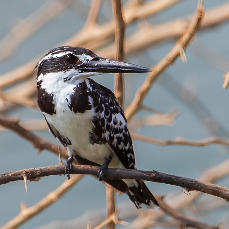Pied Kingfisher
