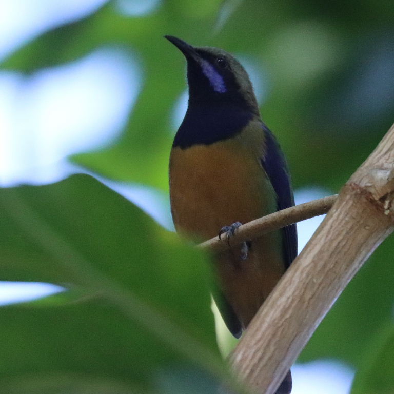 Orange-bellied Leafbird