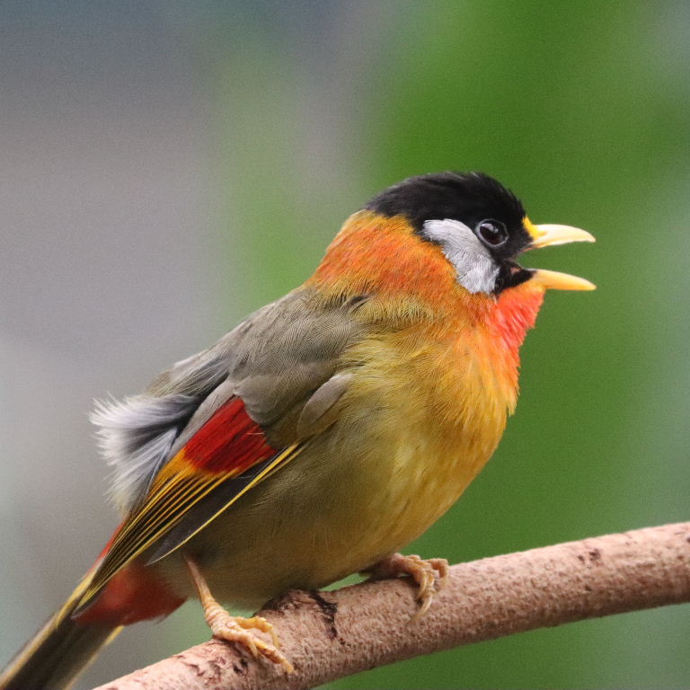 Silver-eared Mesia