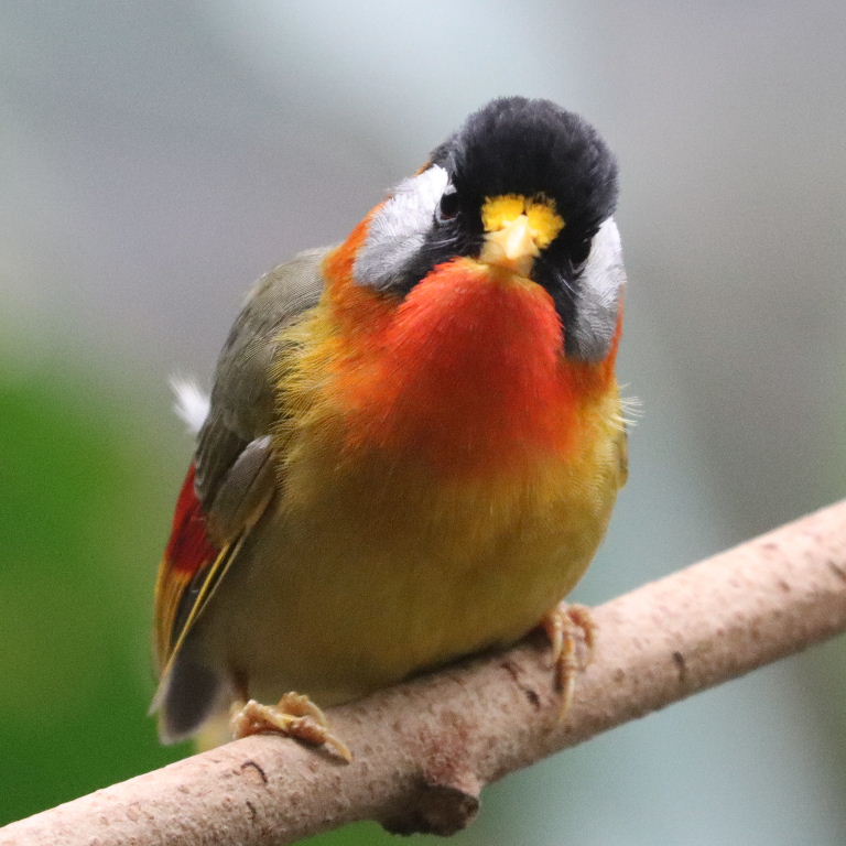 Silver-eared Mesia