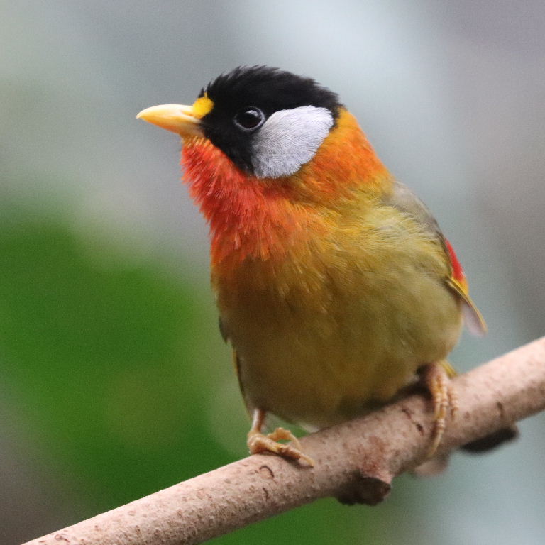 Silver-eared Mesia