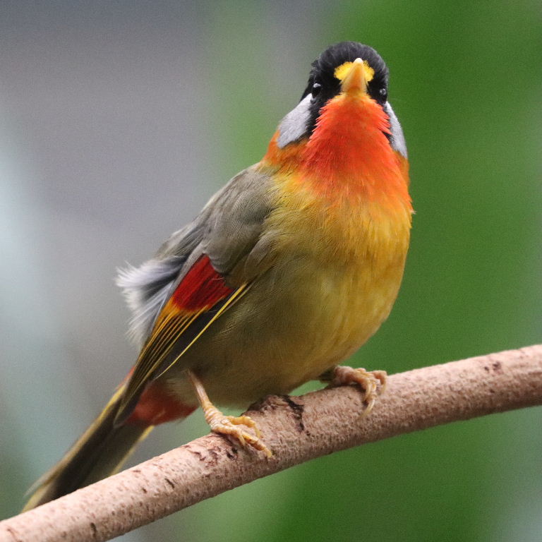 Silver-eared Mesia