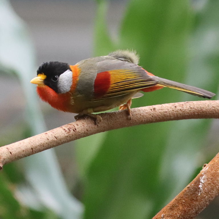 Silver-eared Mesia