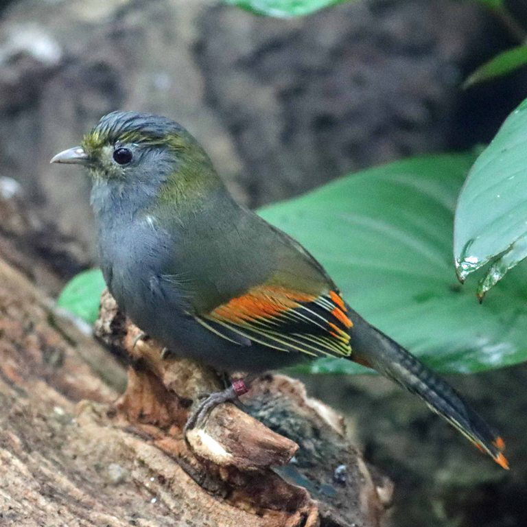 Grey-faced Liocichla