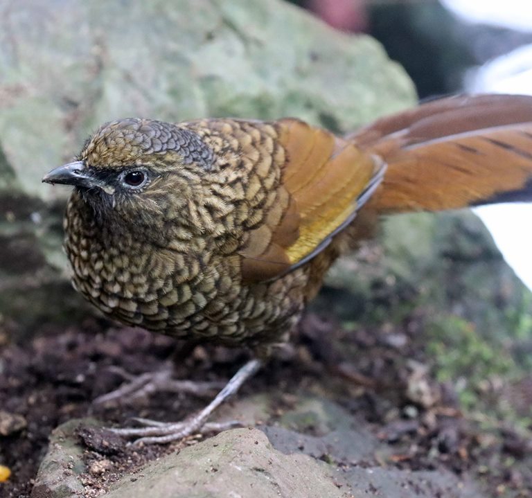 Scaly Laughingthrush