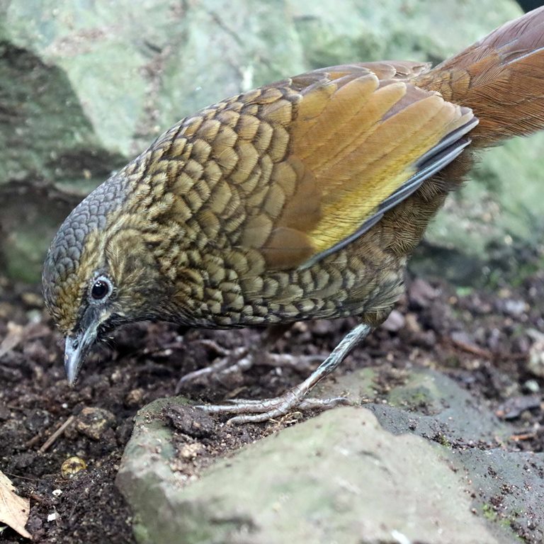 Scaly Laughingthrush