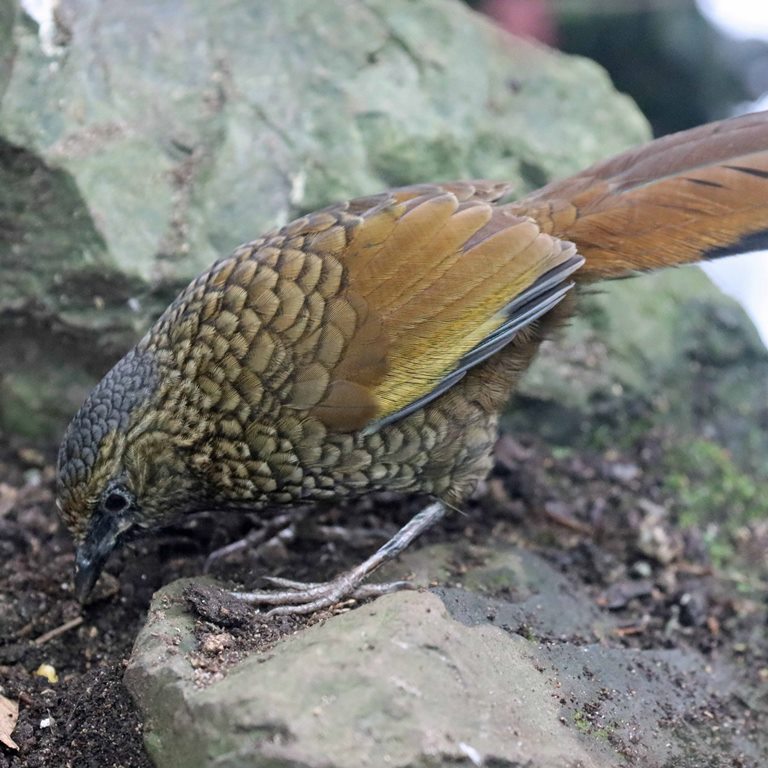 Scaly Laughingthrush