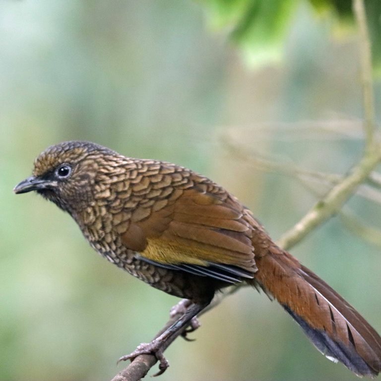 Scaly Laughingthrush