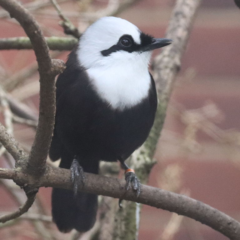 Sumatran Laughing Thrush