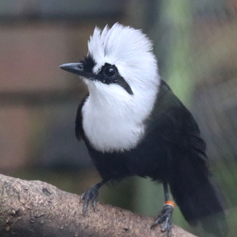 Sumatran Laughing Thrush