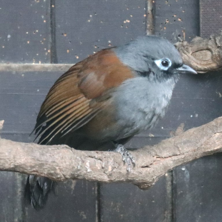 Sunda Laughingthrush