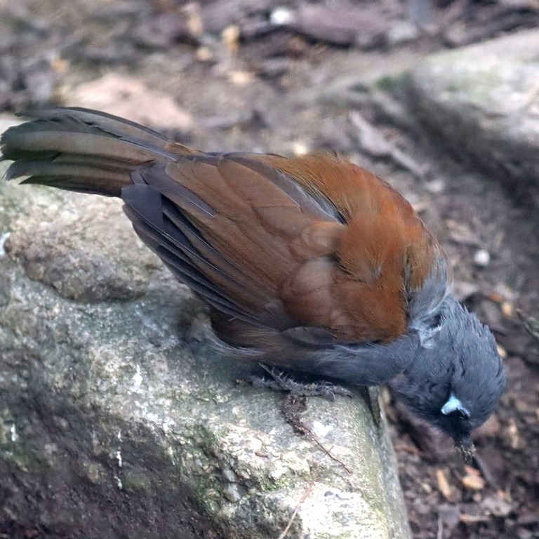 Sunda Laughingthrush