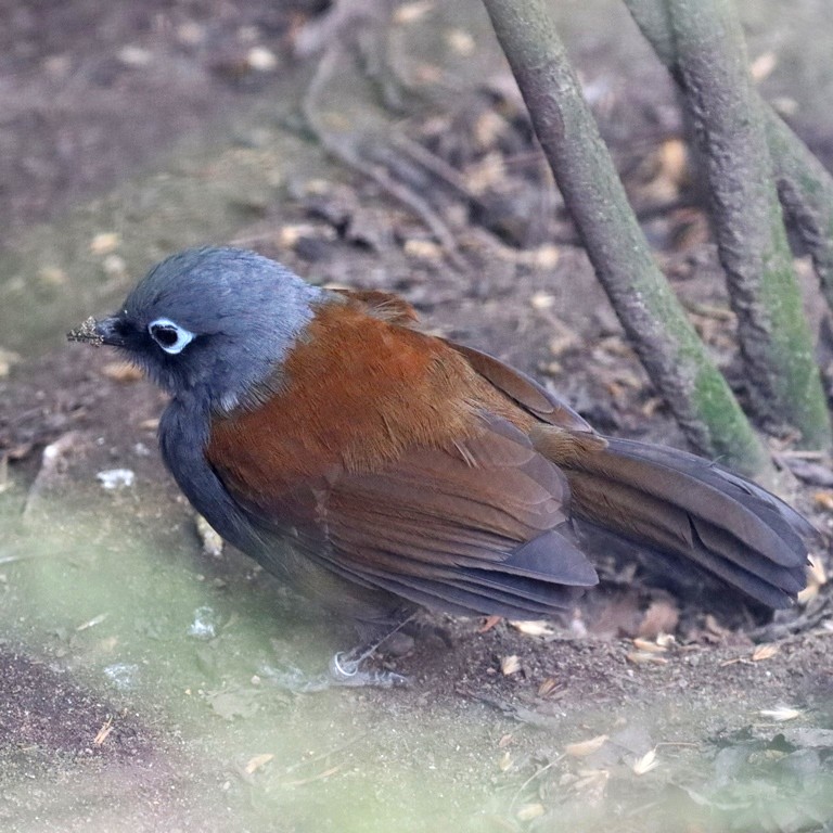Sunda Laughingthrush