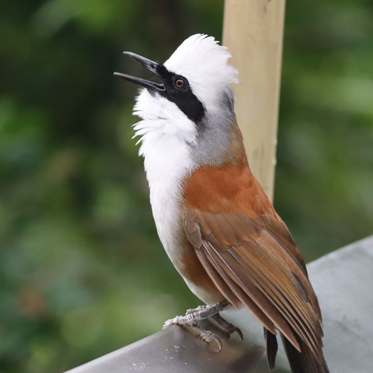 White-crested Laughingthrush