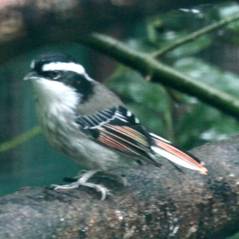 Red-tailed Minla