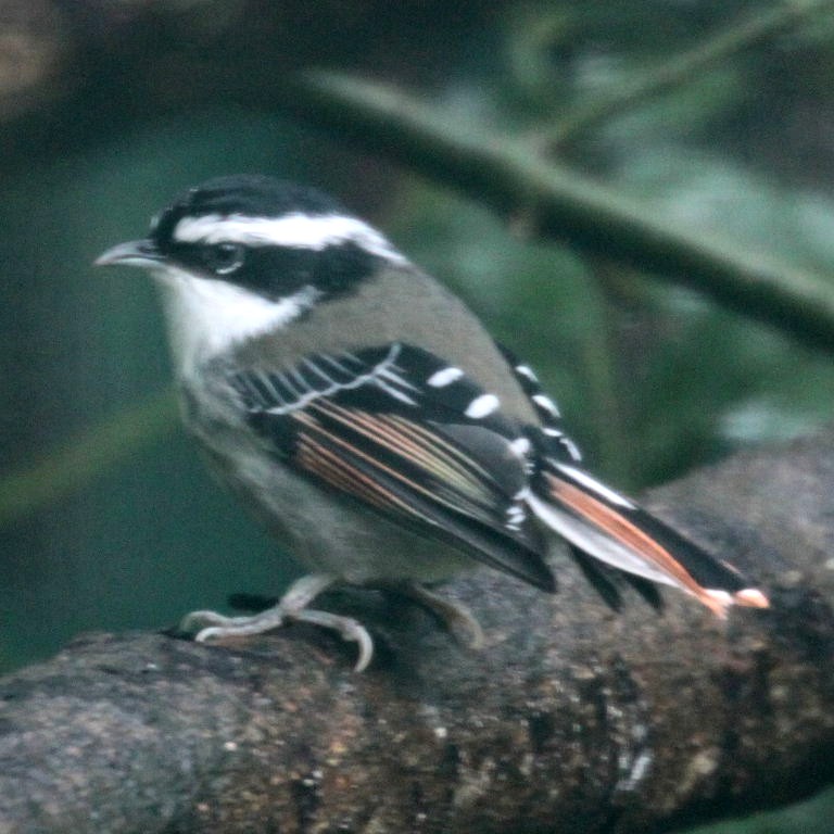 Red-tailed Minla
