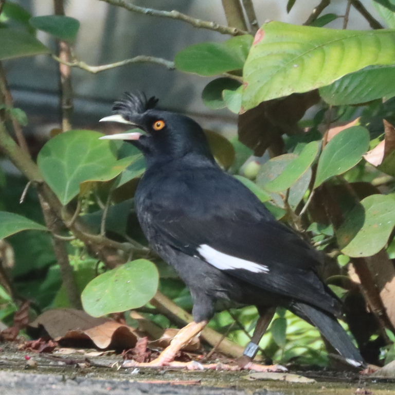 Crested Myna