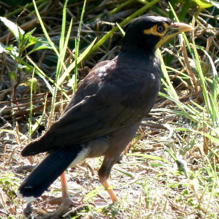 Common Indian Mynah