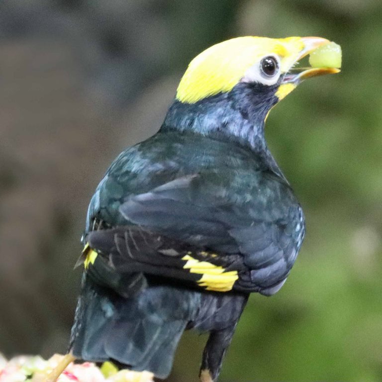Golden-crested Myna