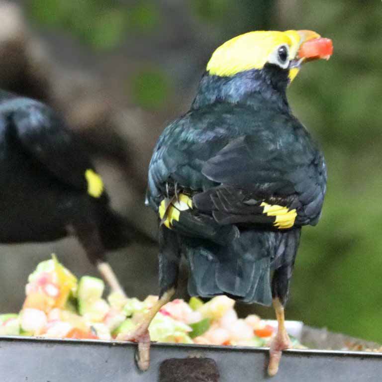 Golden-crested Myna