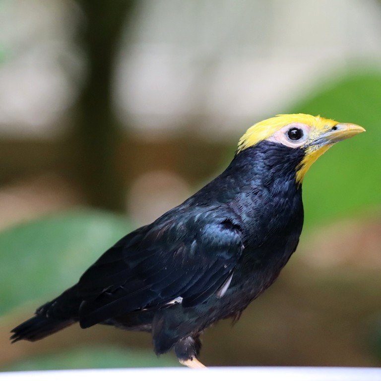 Golden-crested Myna