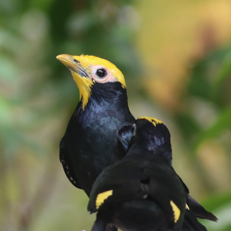 Golden-crested Myna