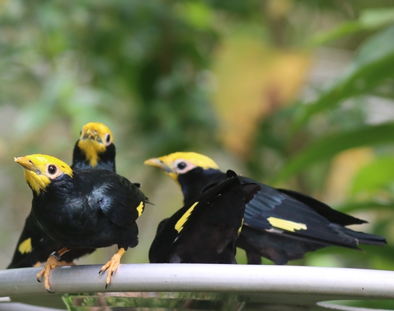 Golden-crested Myna