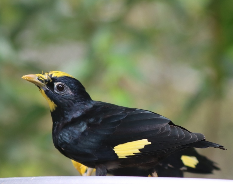 Golden-crested Myna