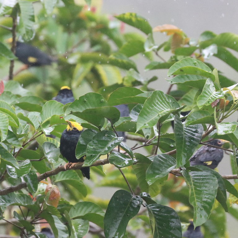 Golden-crested Mynas