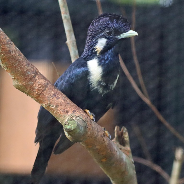 Sulawesi Mynah
