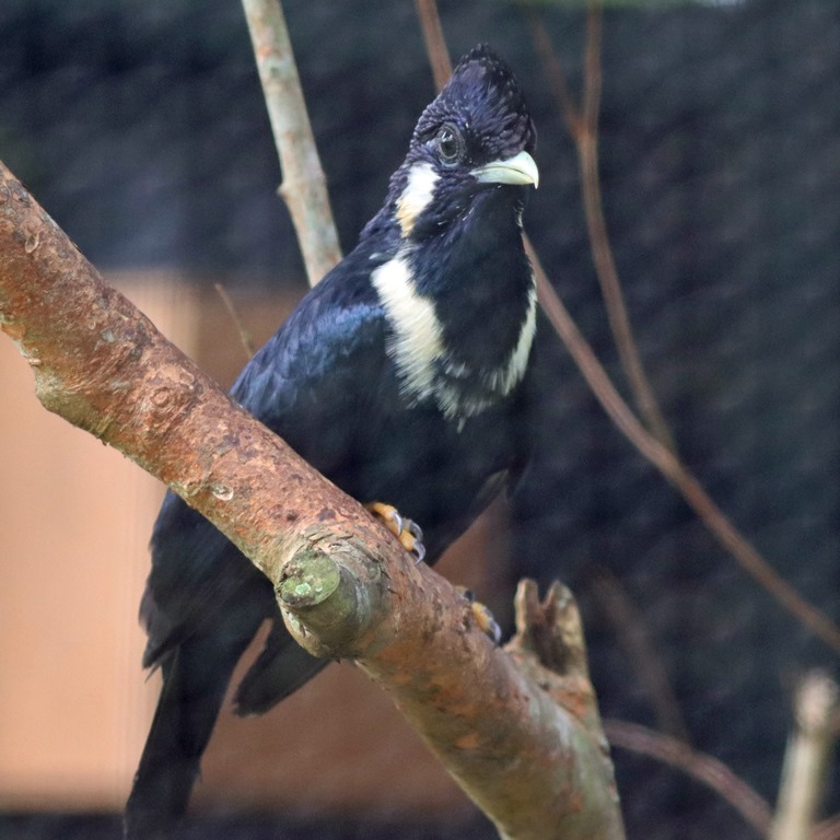 Sulawesi Mynah
