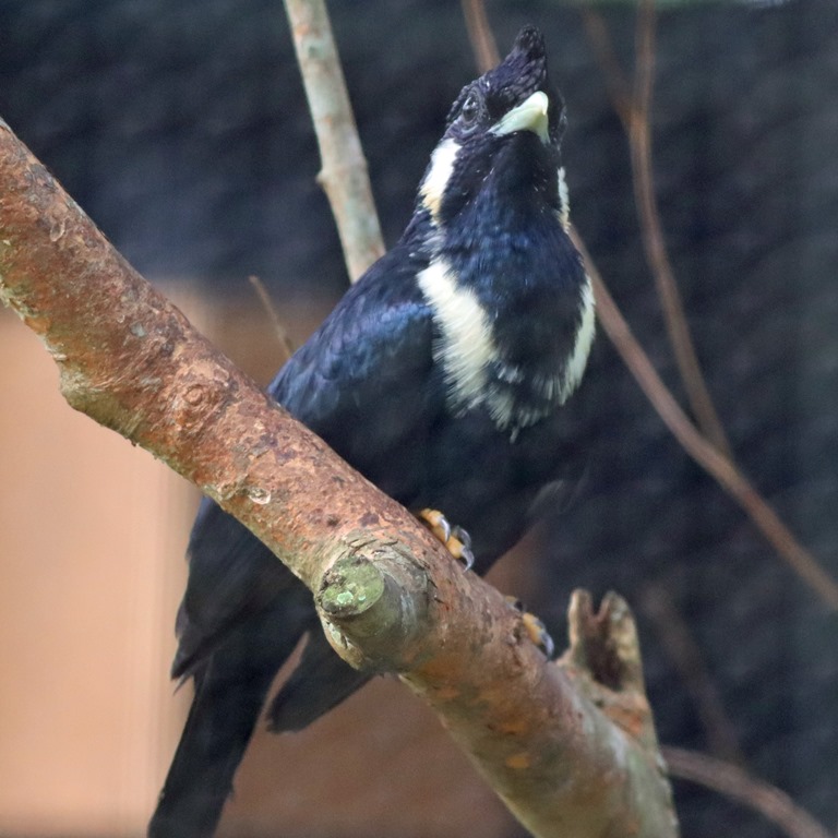 Sulawesi Mynah