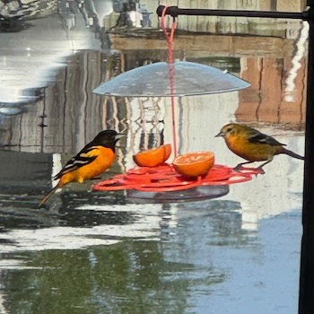 Baltimore Oriole