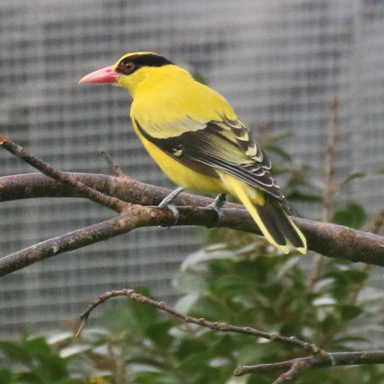 Black-naped Oriole
