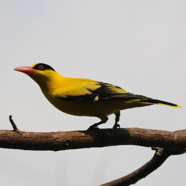 Black-naped Oriole