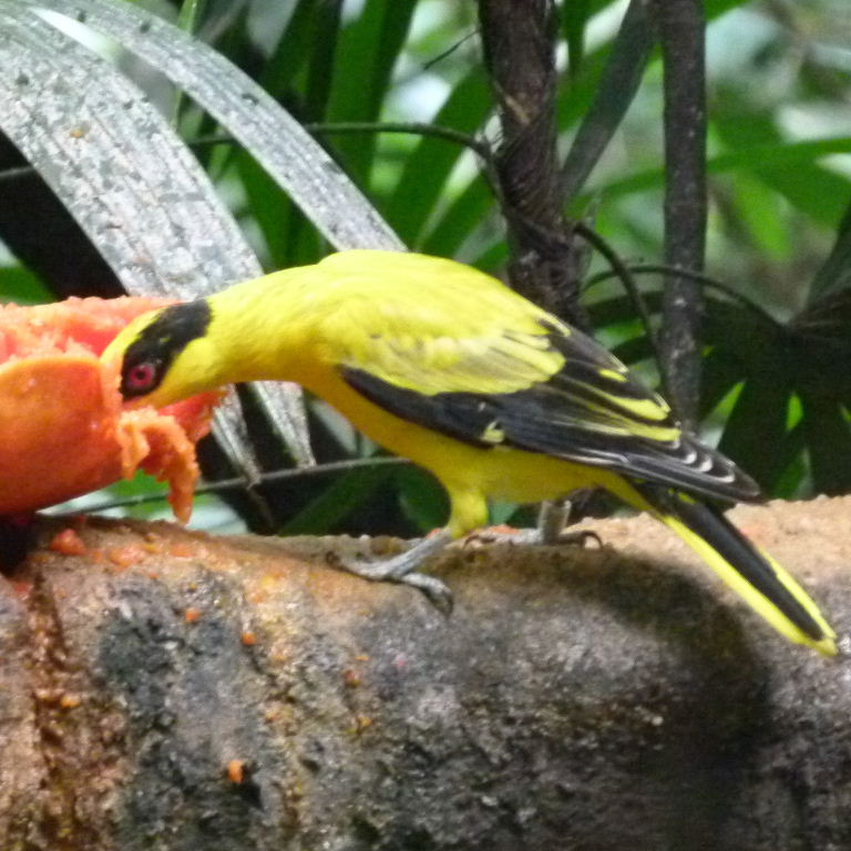 Black-naped Oriole