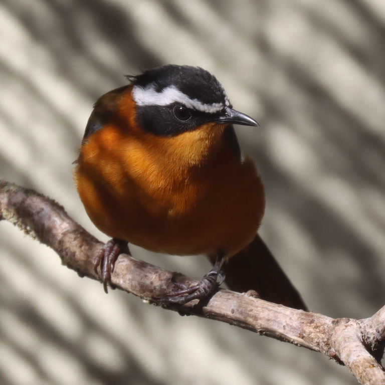 White-browed Robin-chat