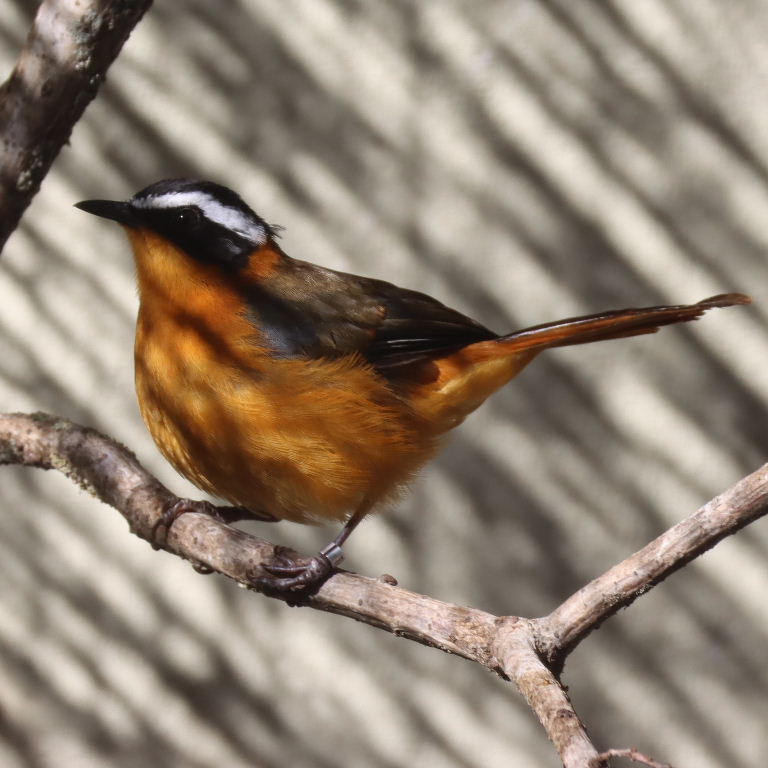White-browed Robin-chat