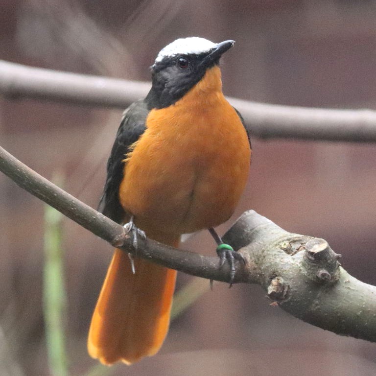White-crowned Robin-chat