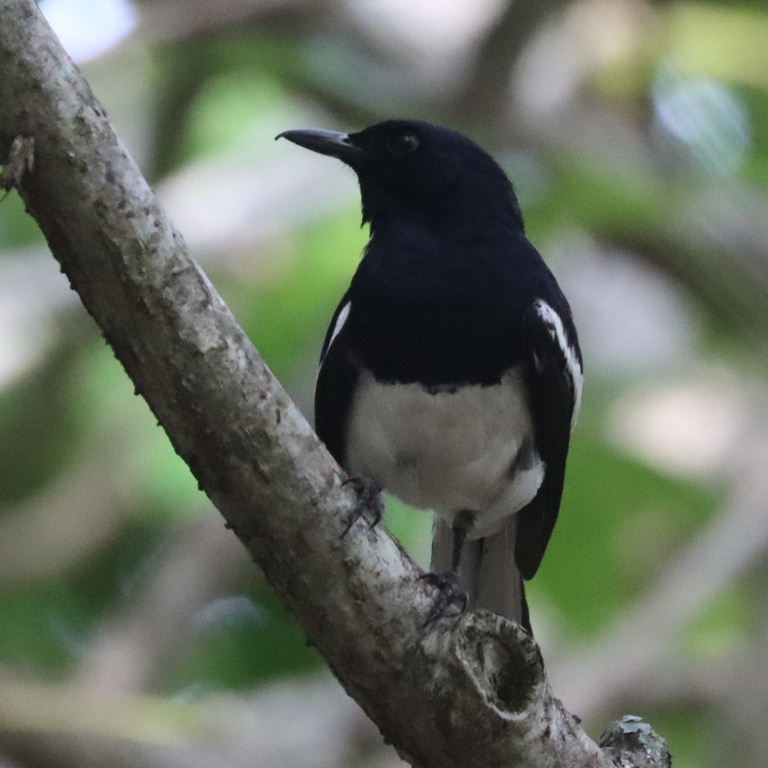 Oriental Magpie-robin