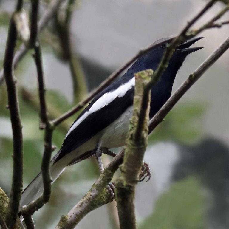 Oriental Magpie-robin