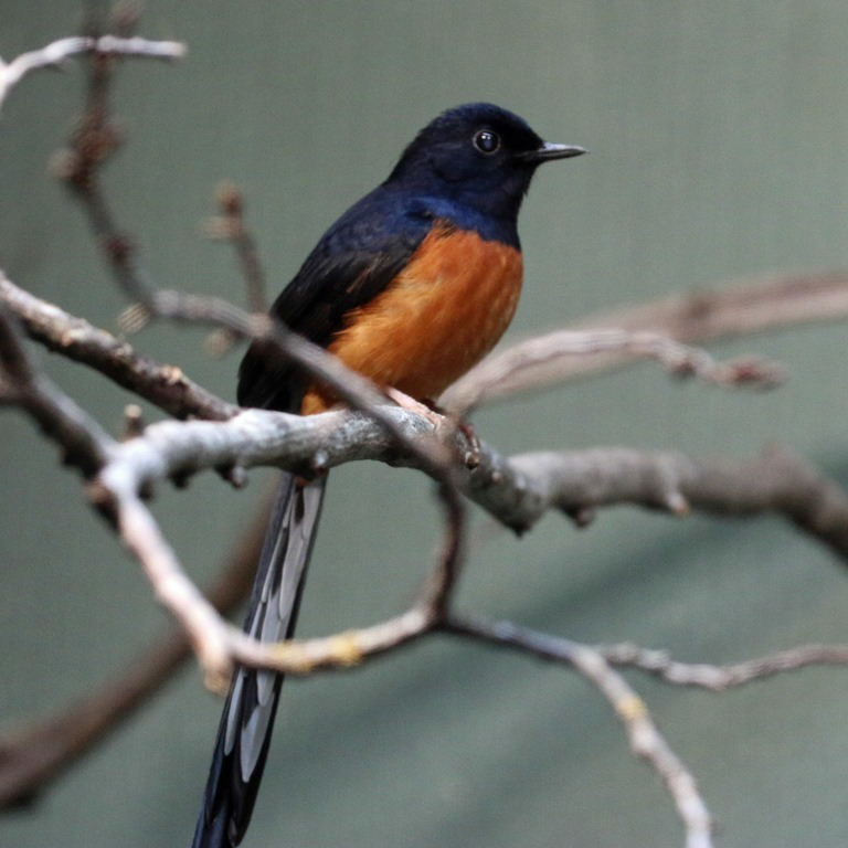White-rumped Shama male