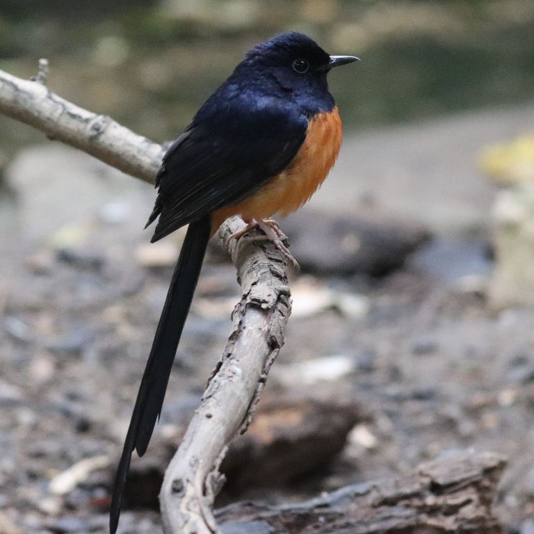 Common Shama male