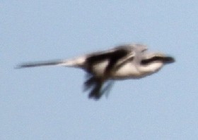 Steppe Grey Shrike