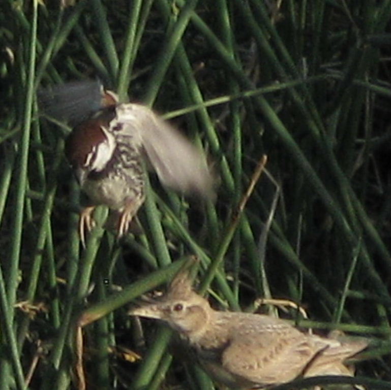 Transcaspian Spanish Sparrow larking about