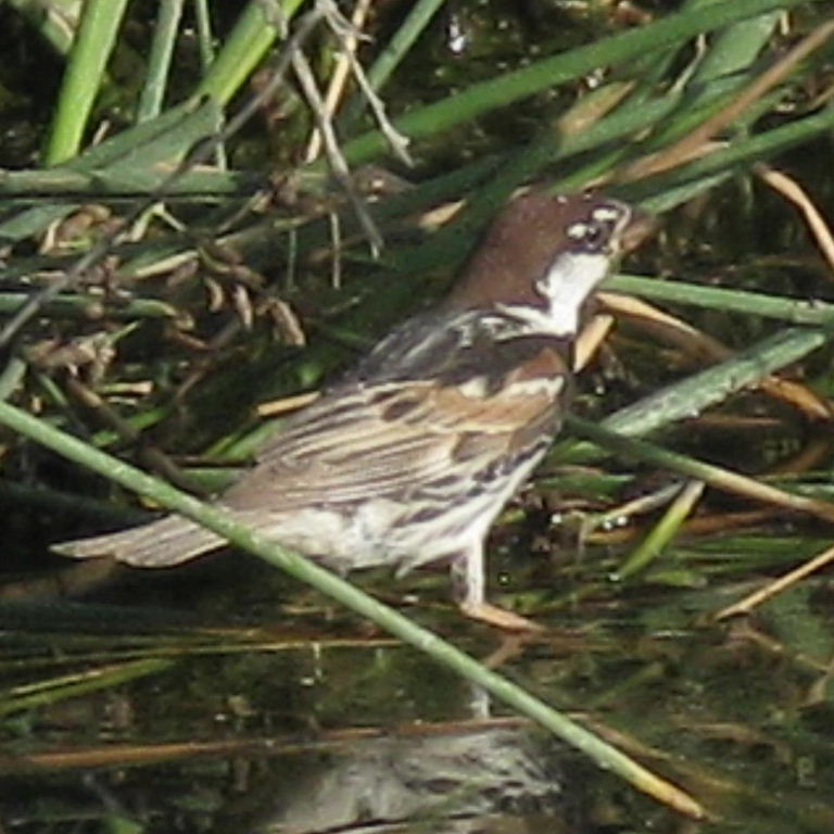 Eastern or Transcaspian Spanish Sparrow male