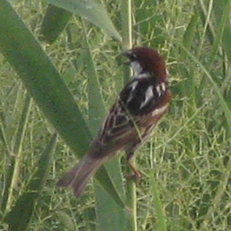 Eastern or Transcaspian Spanish Sparrow