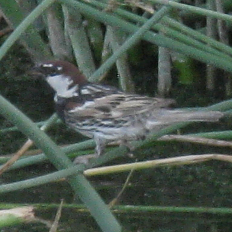 Eastern or Transcaspian Spanish Sparrow